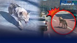 대전 늑대 동물원 오월드 탈출 퓨마 포획 상황