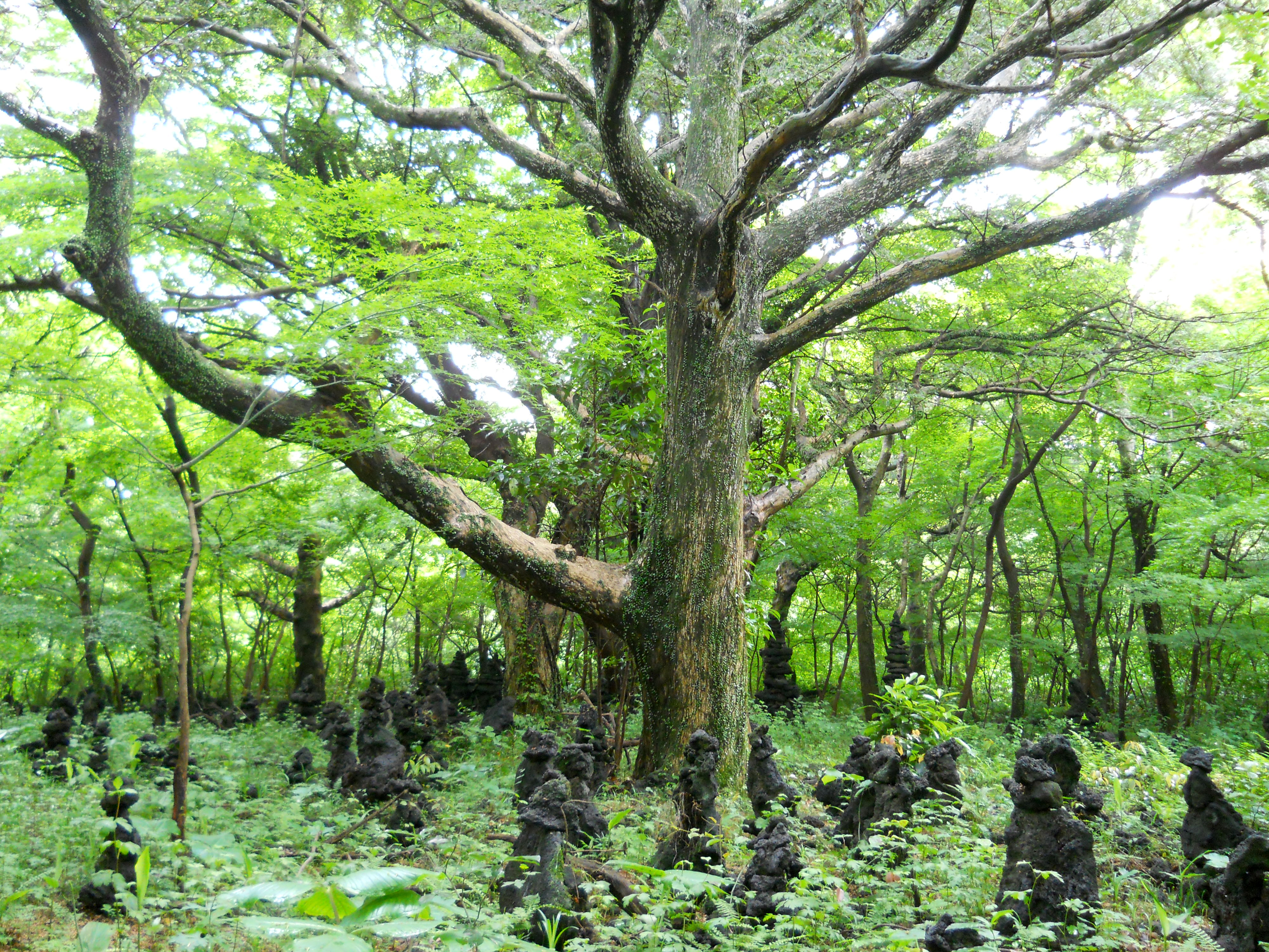 비자림(Bijarim Forest)