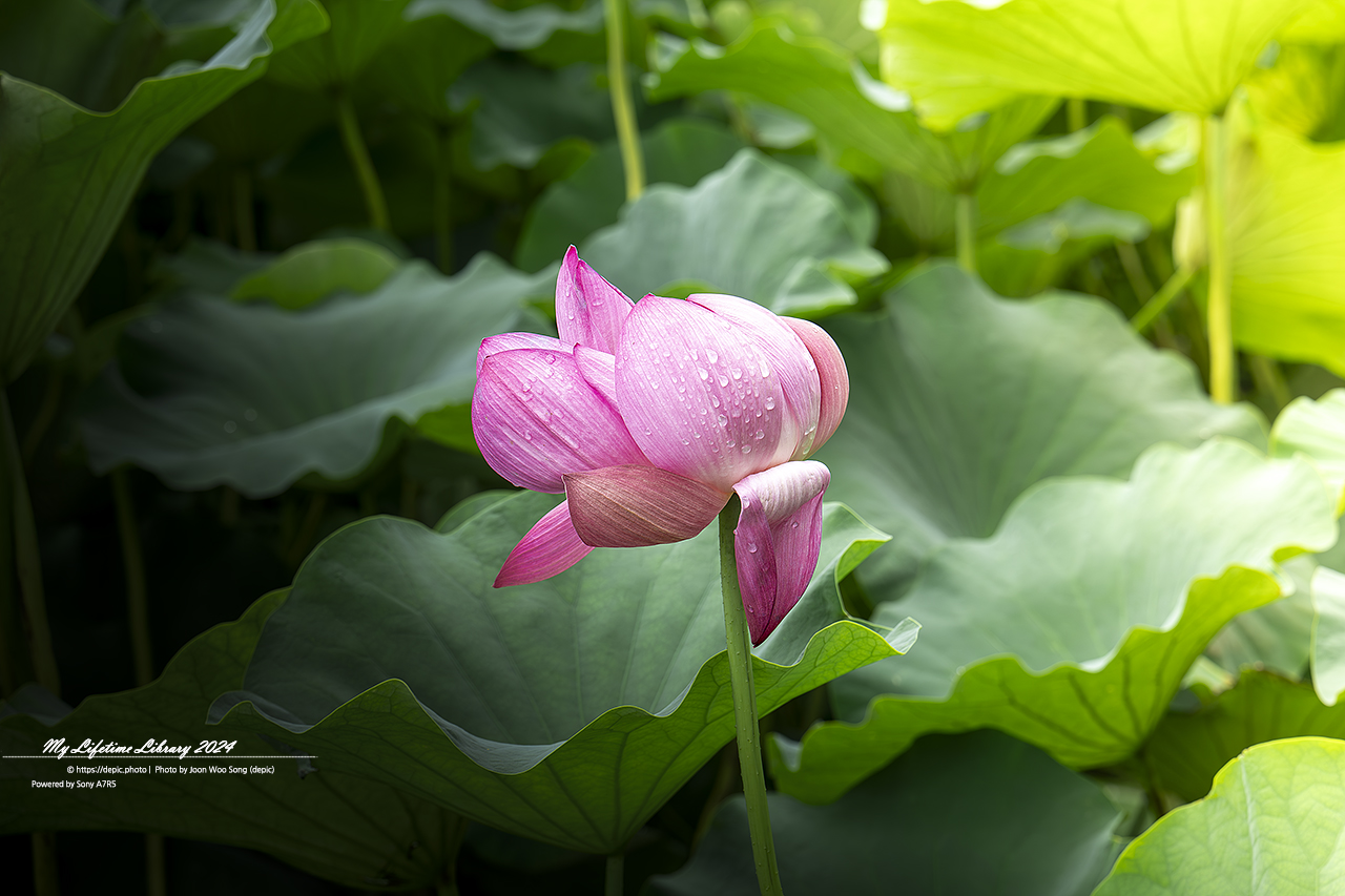 부여 궁남지 연꽃