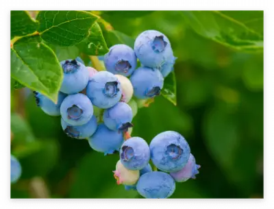 세계 10대 슈퍼푸드 종류와 효능