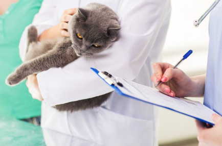 병원에 있는 고양이.