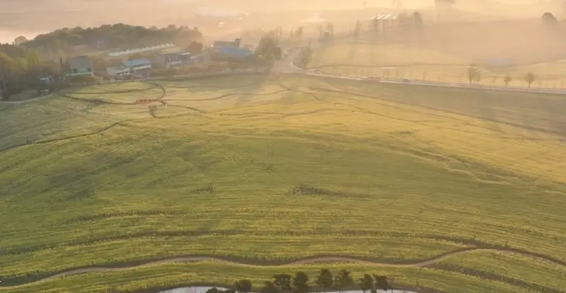 고창 청보리밭축제 주차장, 입장료, 프로그램
