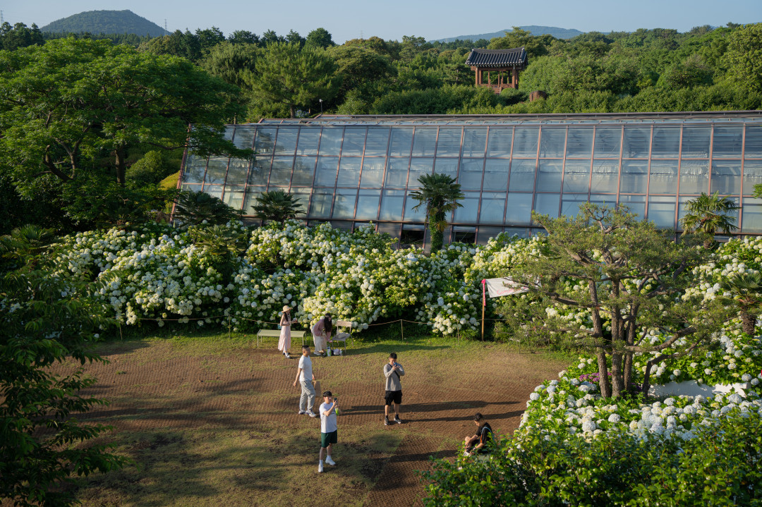 카멜리아힐 수국