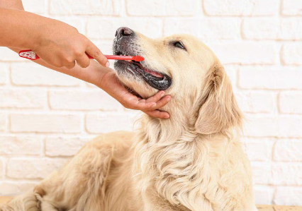 개의 입을 케어한다.