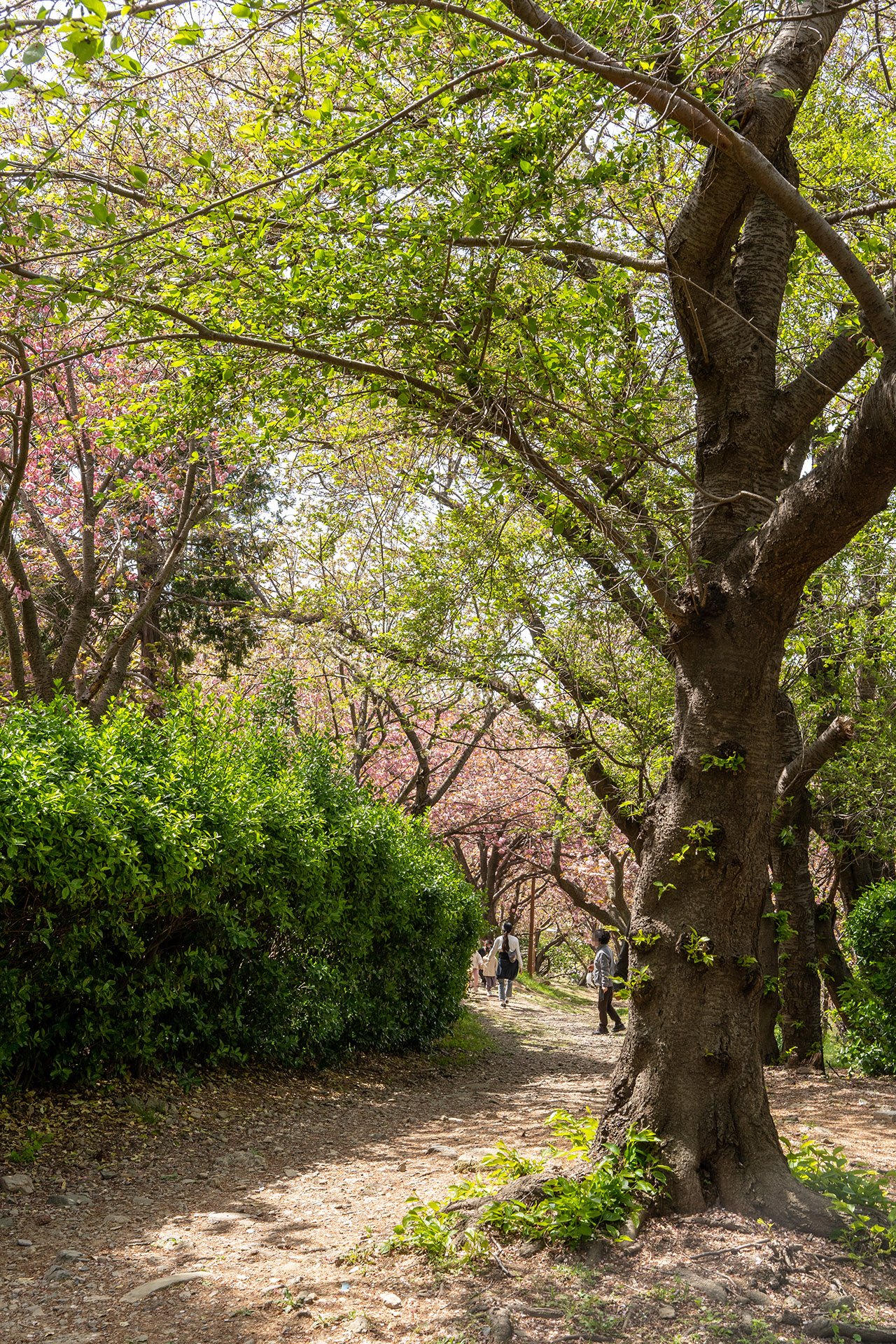 들꽃나무뜰 겹벚꽃