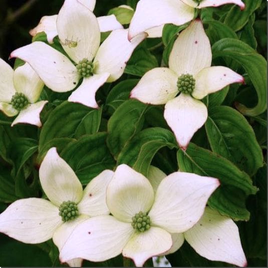 만개한 산딸나무 꽃