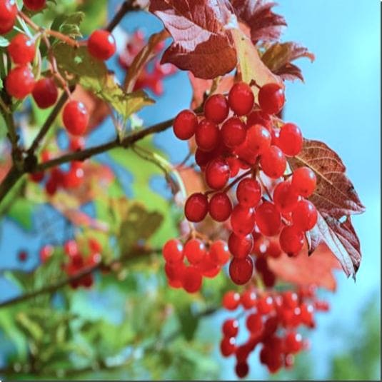 가막살나무 효능 및 가막살나무 열매 먹는 법과 주의점
