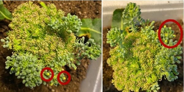 브로콜리꽃봉오리