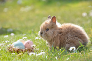 토끼띠 2025년 운세