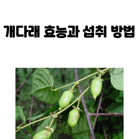 개다래 효능과 섭취 방법