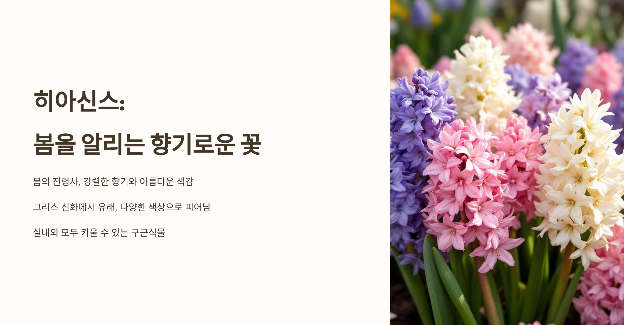 히아신스