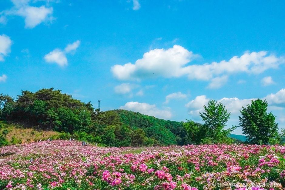 임실 옥정호 작약 꽃밭