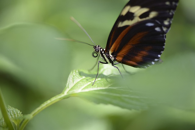 러브 버그&amp;#44; 미리 알고 대비하세요! 뜻부터 퇴치 방법까지 총정리