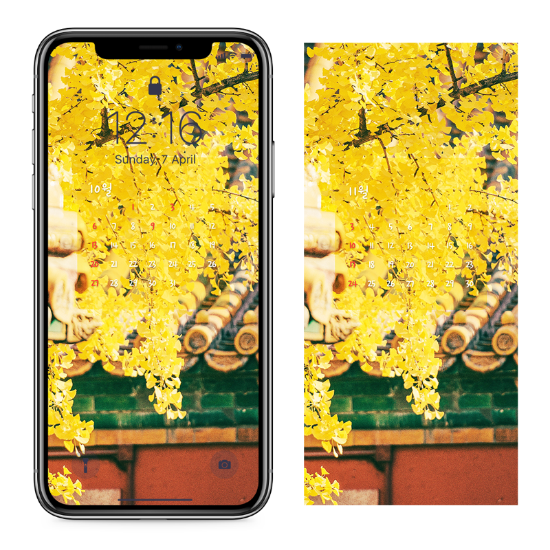03 은행나무 단풍 AB - 2024년10월 아이폰달력배경화면