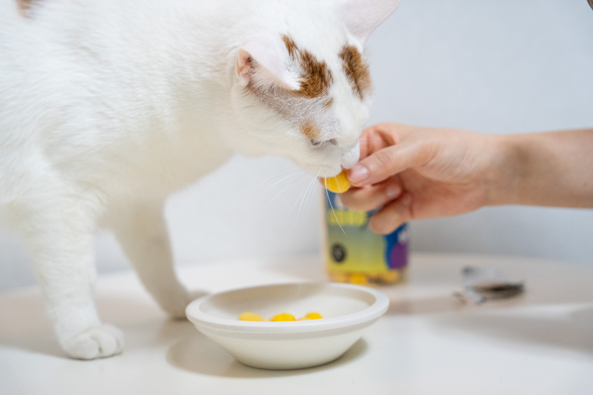 고양이 강아지 간식 고로고로 동결건조 메추리 노른자