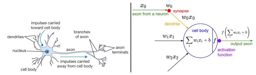 biological connections of neuron