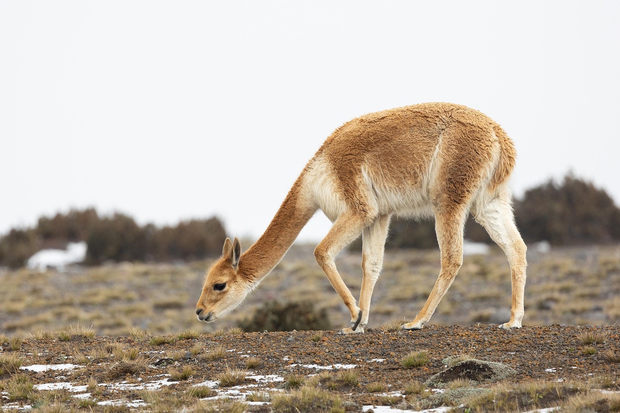 안데스 고산지대에서 낮게 자란 풀을 뜯으며 살아가는 온순한 야생동물 비쿠냐의 모습