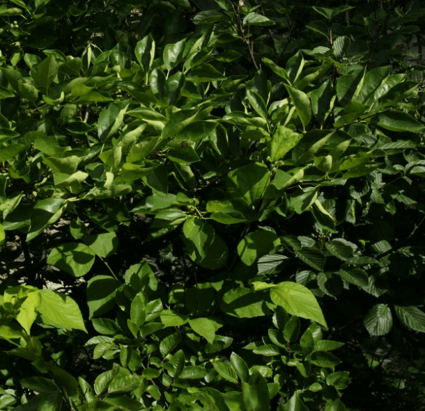 구지뽕의 효능 꾸지뽕 열매의 효능 먹는법