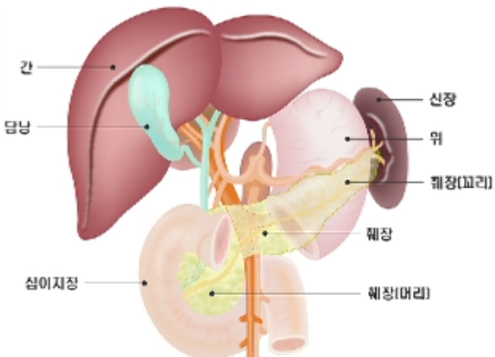 출처:암 알아야 이긴다
