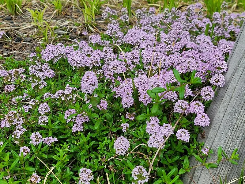 백리향 키우는 법 집에서 재배법 꿀팁_7