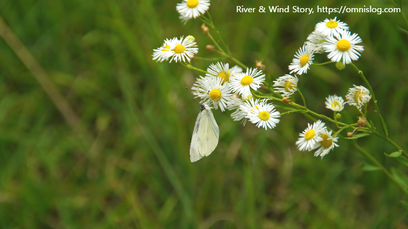 개망초.Erigeron annuus 종합 정리