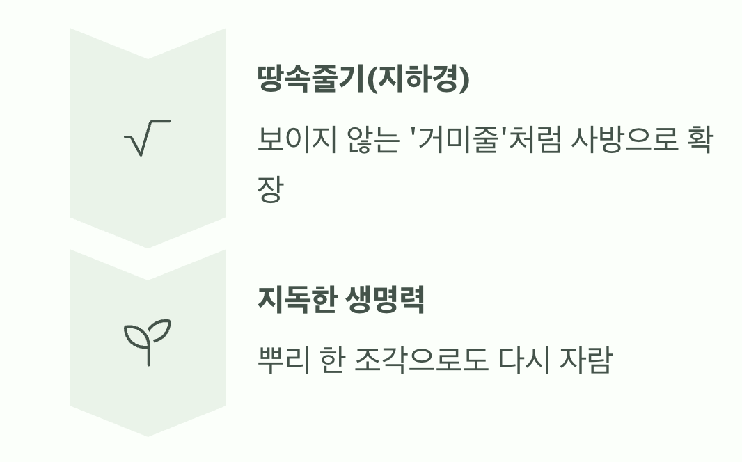 무서운 번식력의 비밀, '땅속줄기'