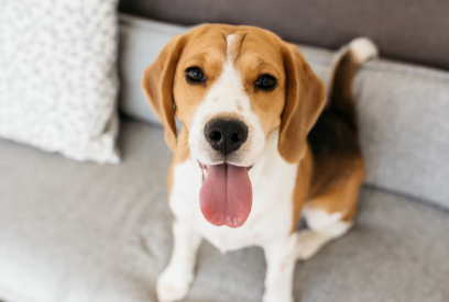 앉아서 쳐다보는 강아지