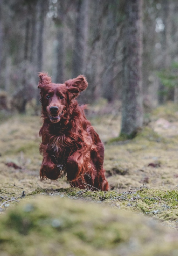 탐색 중인 코카 스파니엘