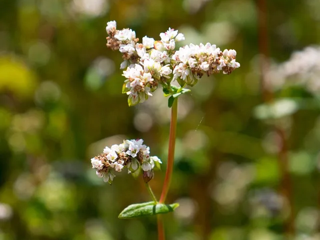 몸속 균형을 잡는 메밀