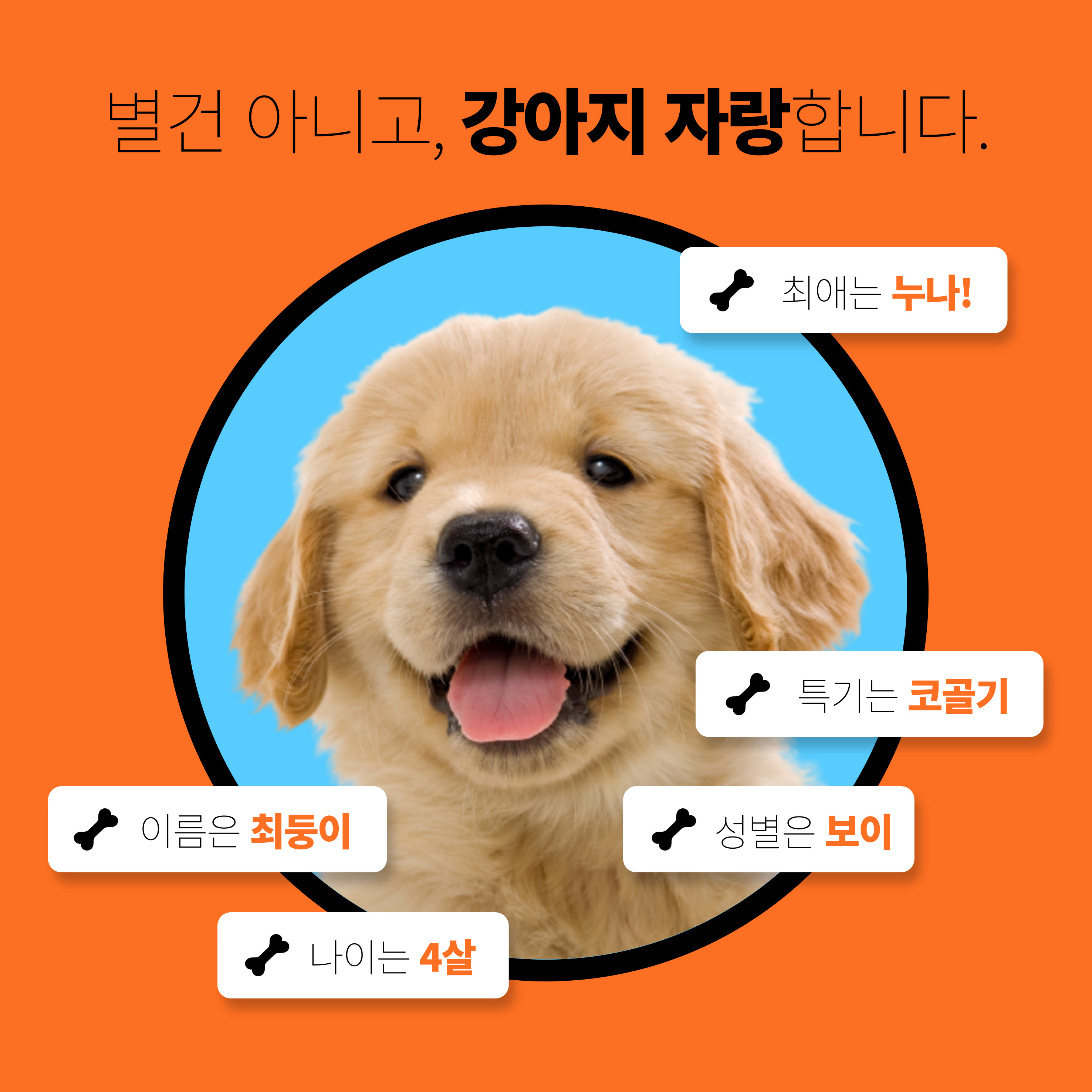 강아지 고양이 강형욱 복귀