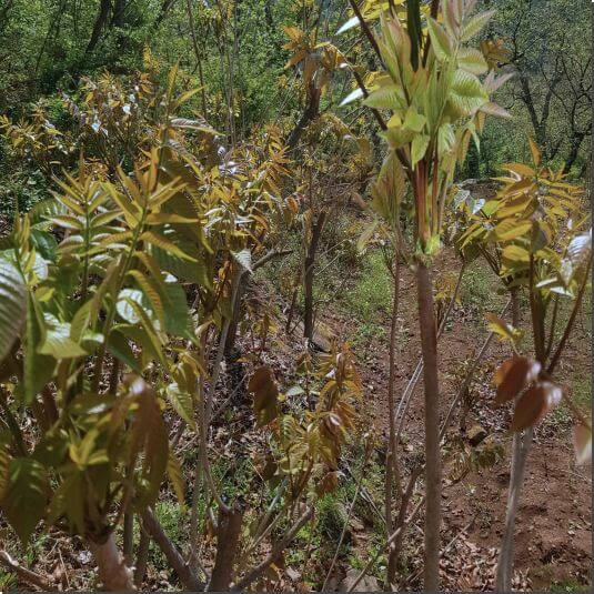 옻순 맛있게 먹는 법, 옻순장아찌 담그기