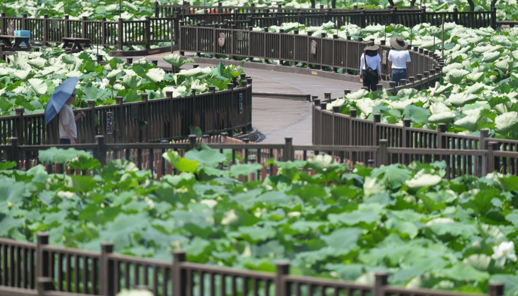 전남 6월 꽃 구경 가볼만한 곳, 축제·여행 갈만한 곳 추천