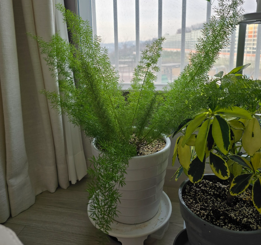 아스파라거스 메이리