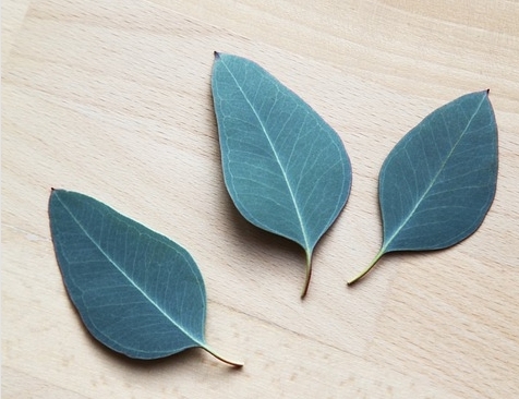 유칼립투스 키우기