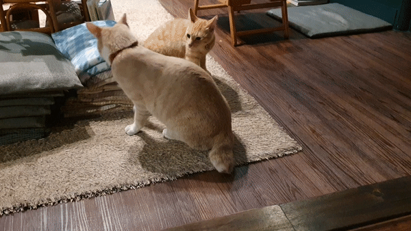 호랑이 주택 고양이 싸움