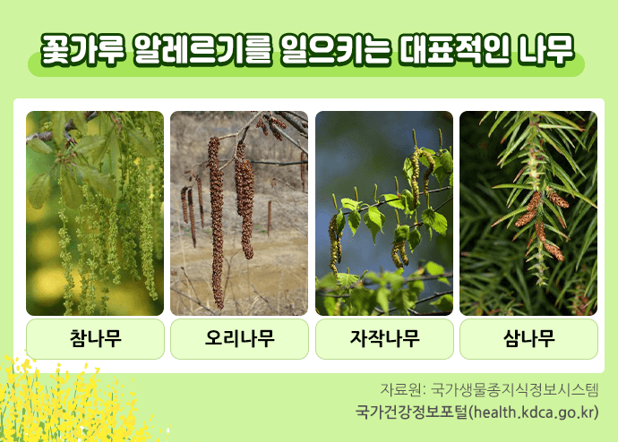 꽃가루 알레르기 증상 치료 예방법