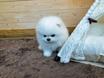 전 세계에서 가장 비싼 강아지 TOP20 몸값 높은 명품견 총정리 안내_27