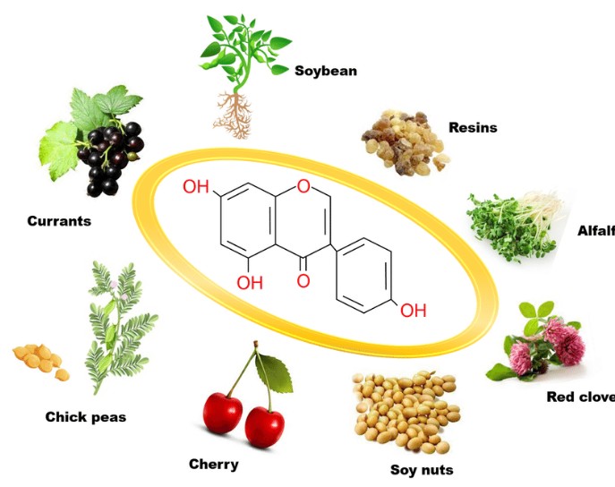 제니스테인의 효능 효과 / 제니스테인이 많은 음식 추천