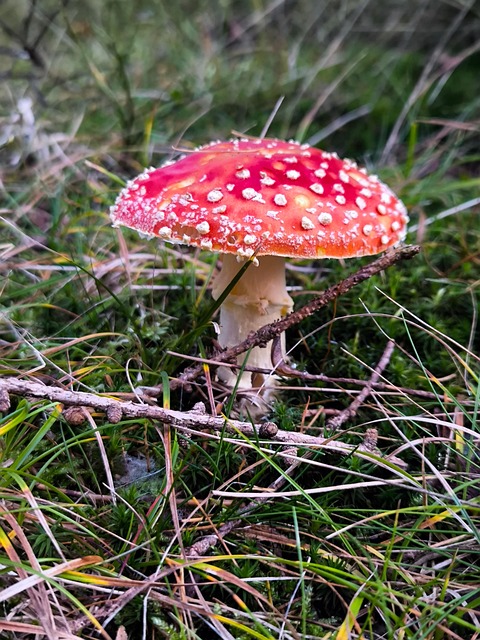 버섯 관련 사진