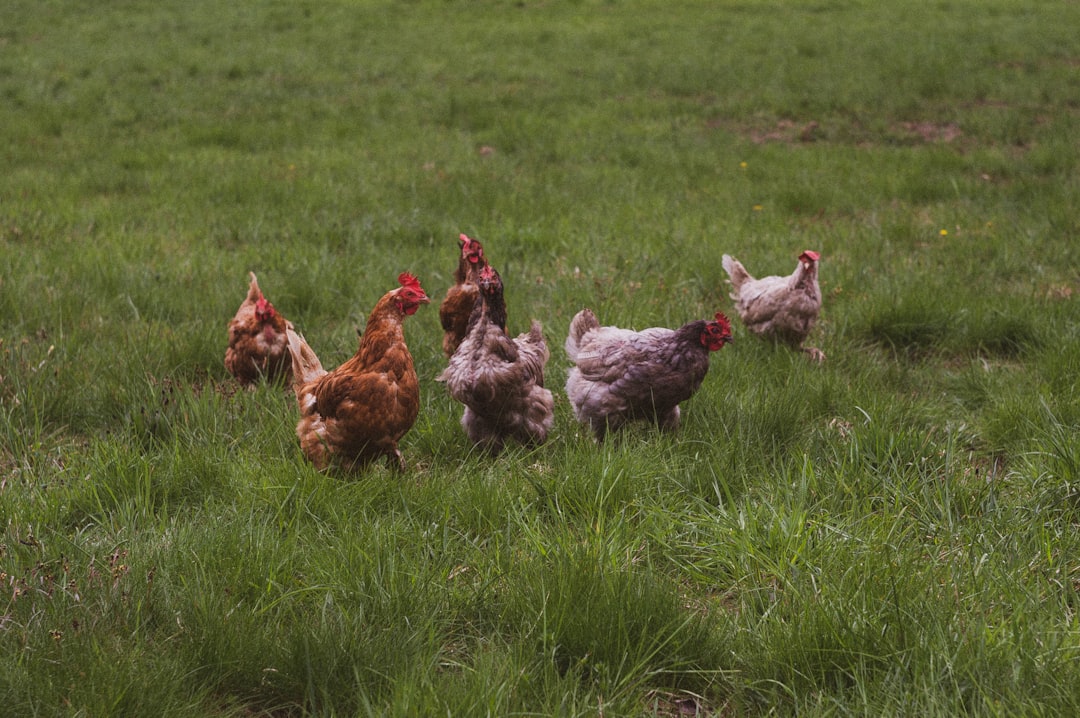 Chickens