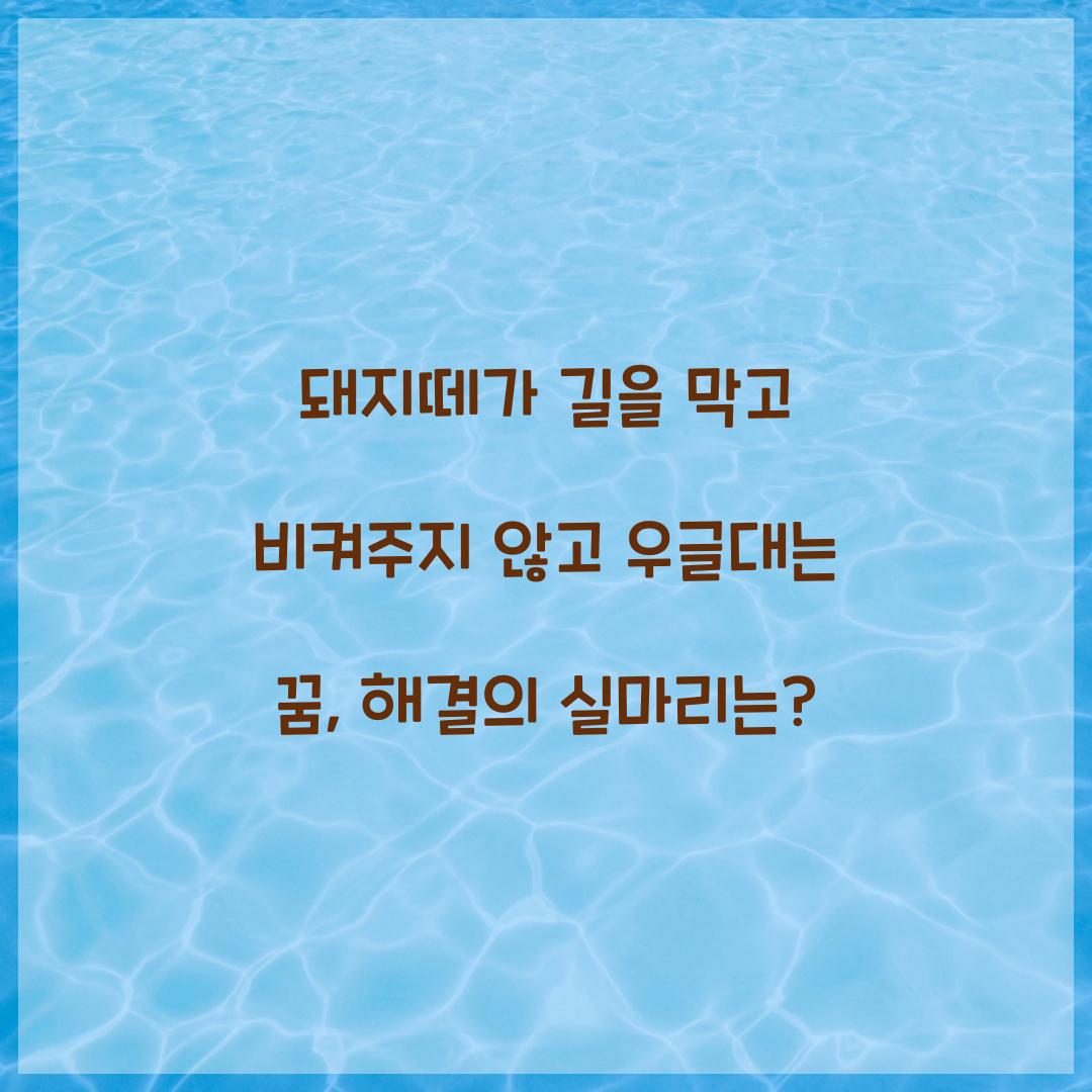 돼지떼가 길을 막고 비켜주지 않고 우글대는 꿈 풀이 해몽 해석