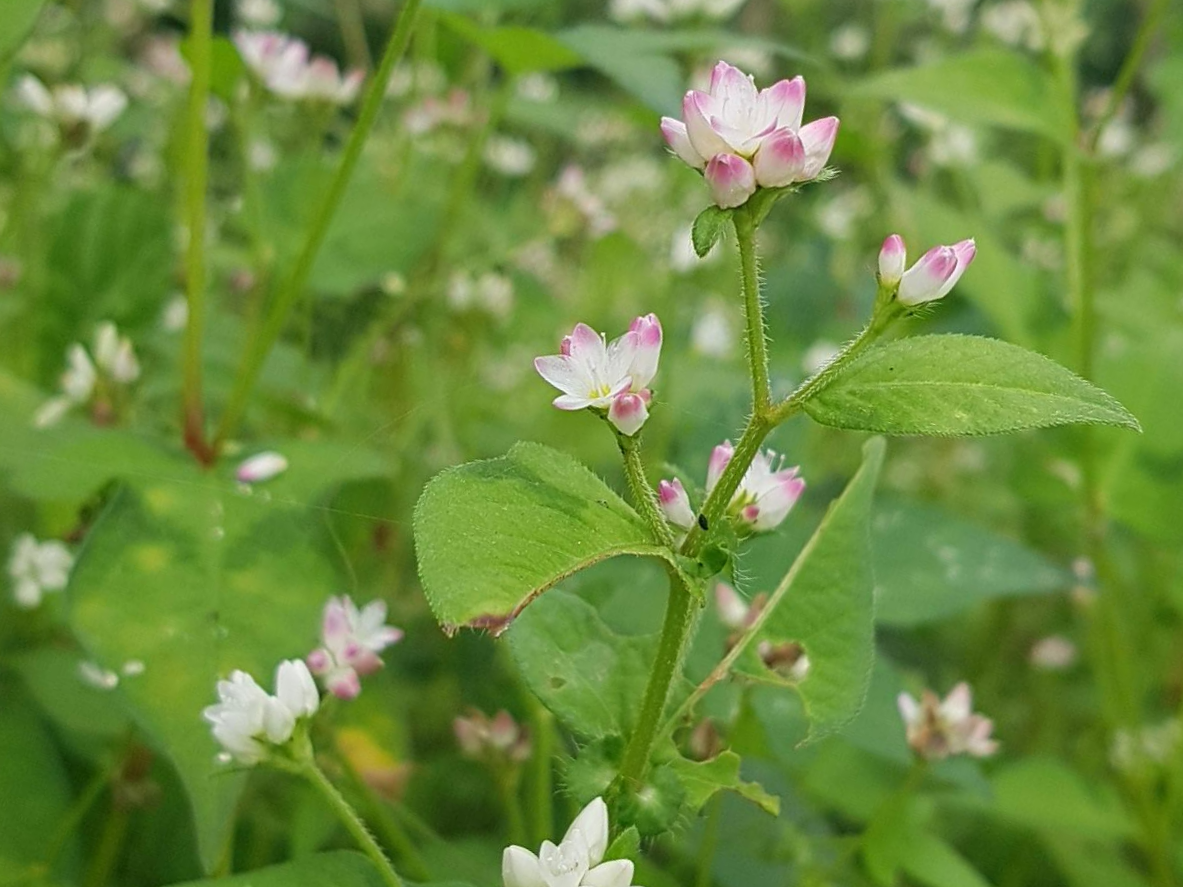 고마리를 잡초로만 보면 놓치는 것들|직접 관찰하며 기준을 다시 세운 기록