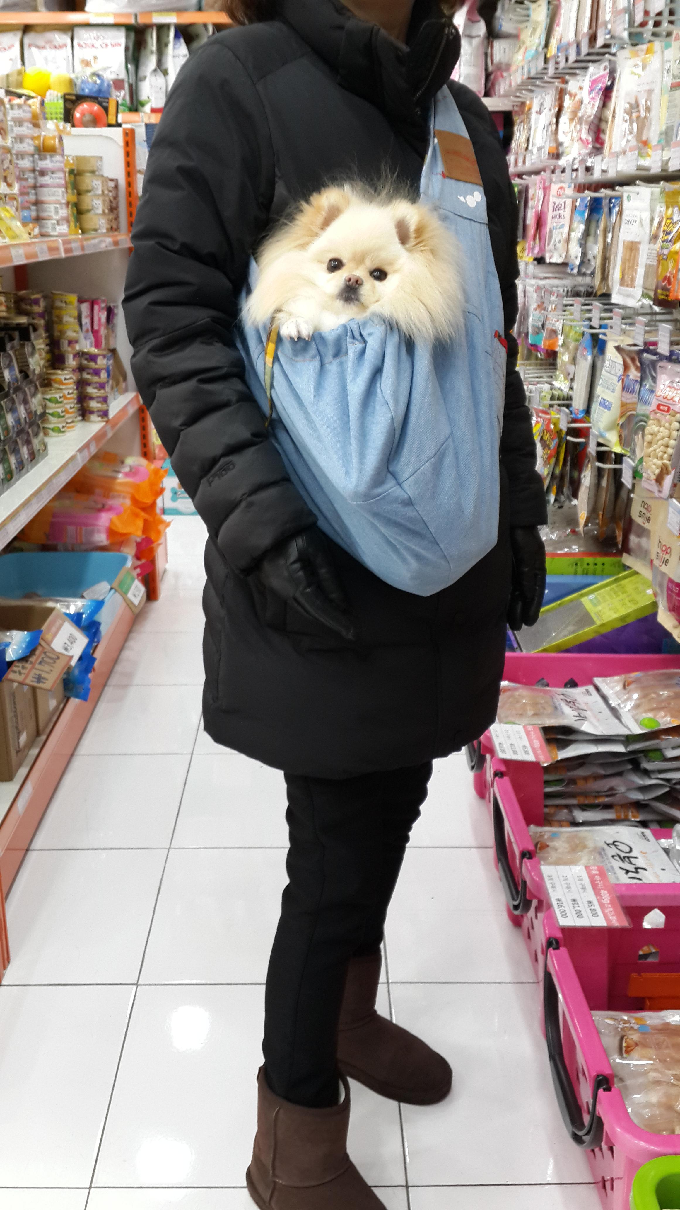 강아지가 싫어하는 행동 : 싫어하는 행동 23가지