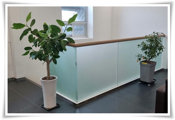 "고무나무 키우기" 실내 정원에 매력을 더하는 초록 친구!