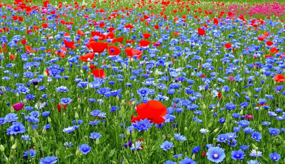 남양주 한강공원 삼패지구 수레국화밭&middot;피크닉&middot;맛집 완벽 가이드 (2025년 최신)