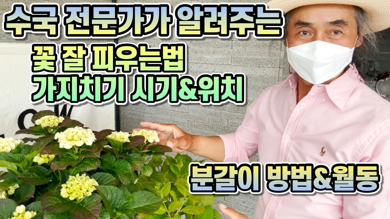 수국 키우는법 개화시기 삽목시기 가지치기 화분 물주기_2