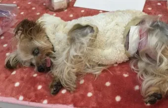 강아지 신부전에 좋은 음식 추천_17