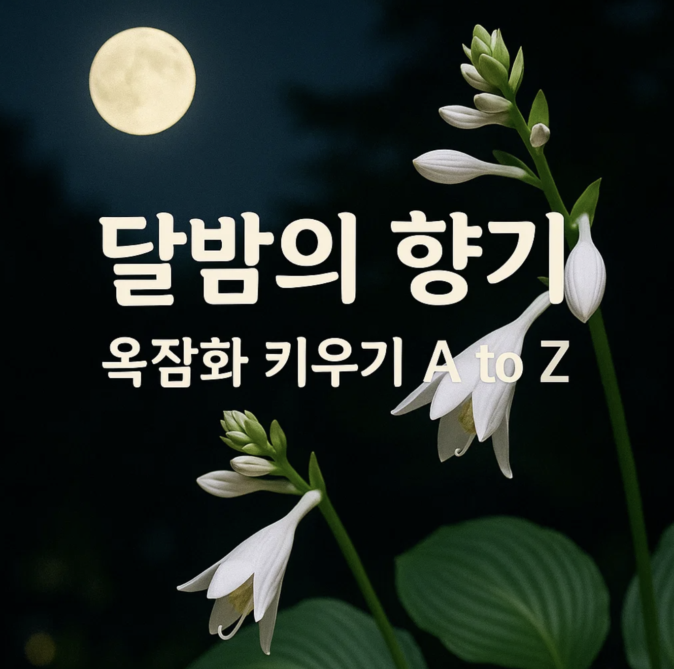 달밤의 향기, 옥잠화 키우기 A to Z