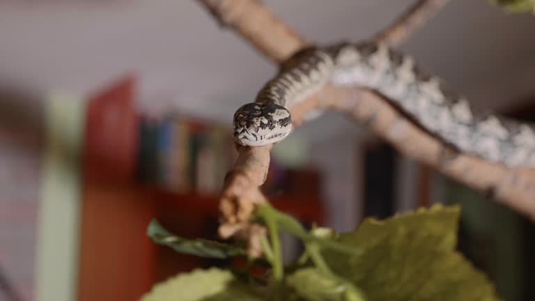 집에 뱀 나오는 꿈