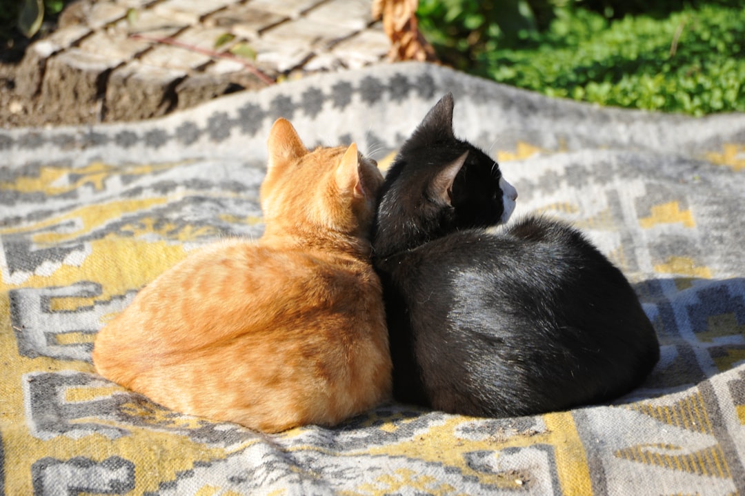 Companionship